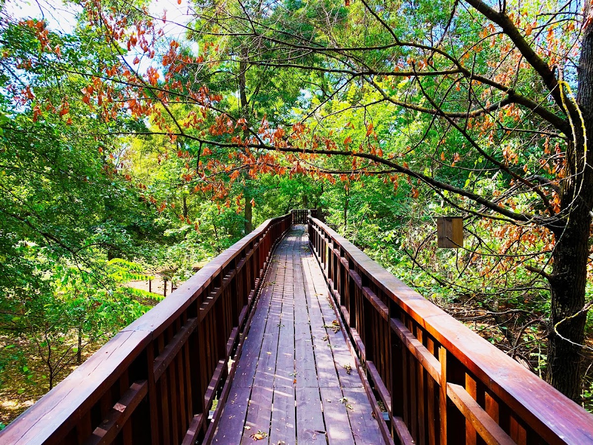 Baumkronenweg Gyomaendrőd (Erzsébet ligeti Lombkorona Sétány)