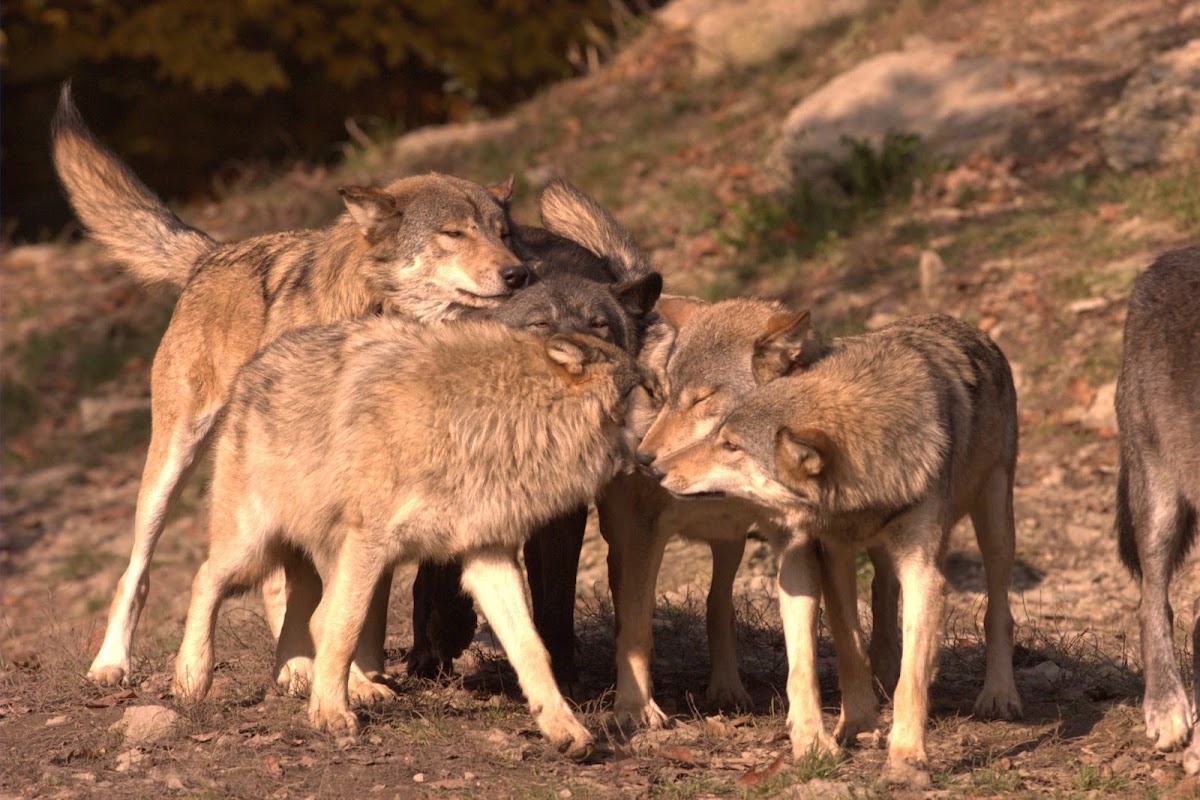 Wildpark Bad Mergentheim