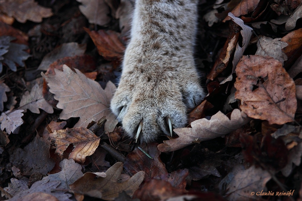 Wildpark Pforzheim
