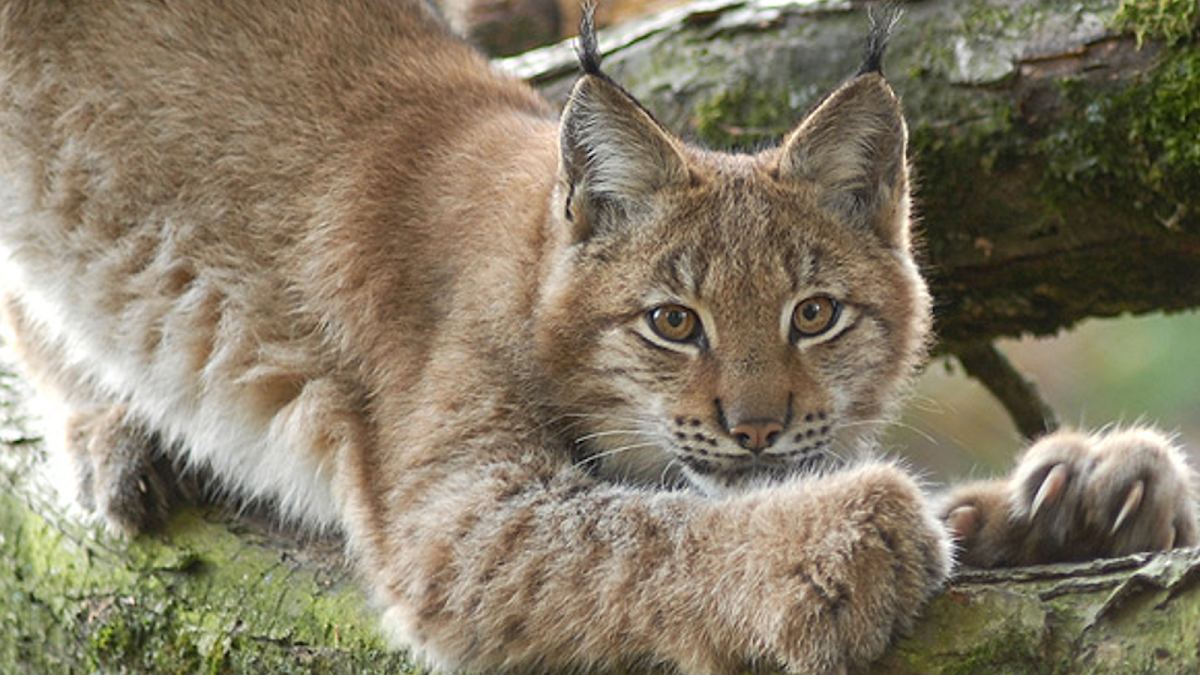 Tierpark Lange Erlen Basel