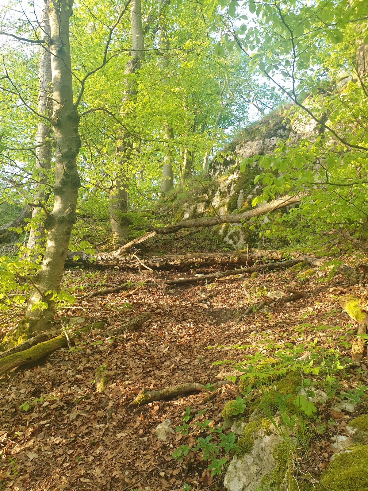 Alter Burgfelsen bei Aicha