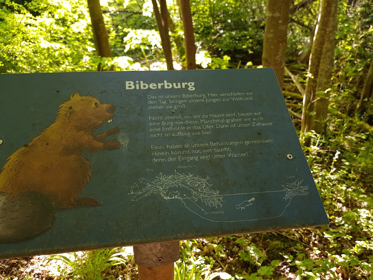 Biber-Lehrpfad in Siebenbrunn
