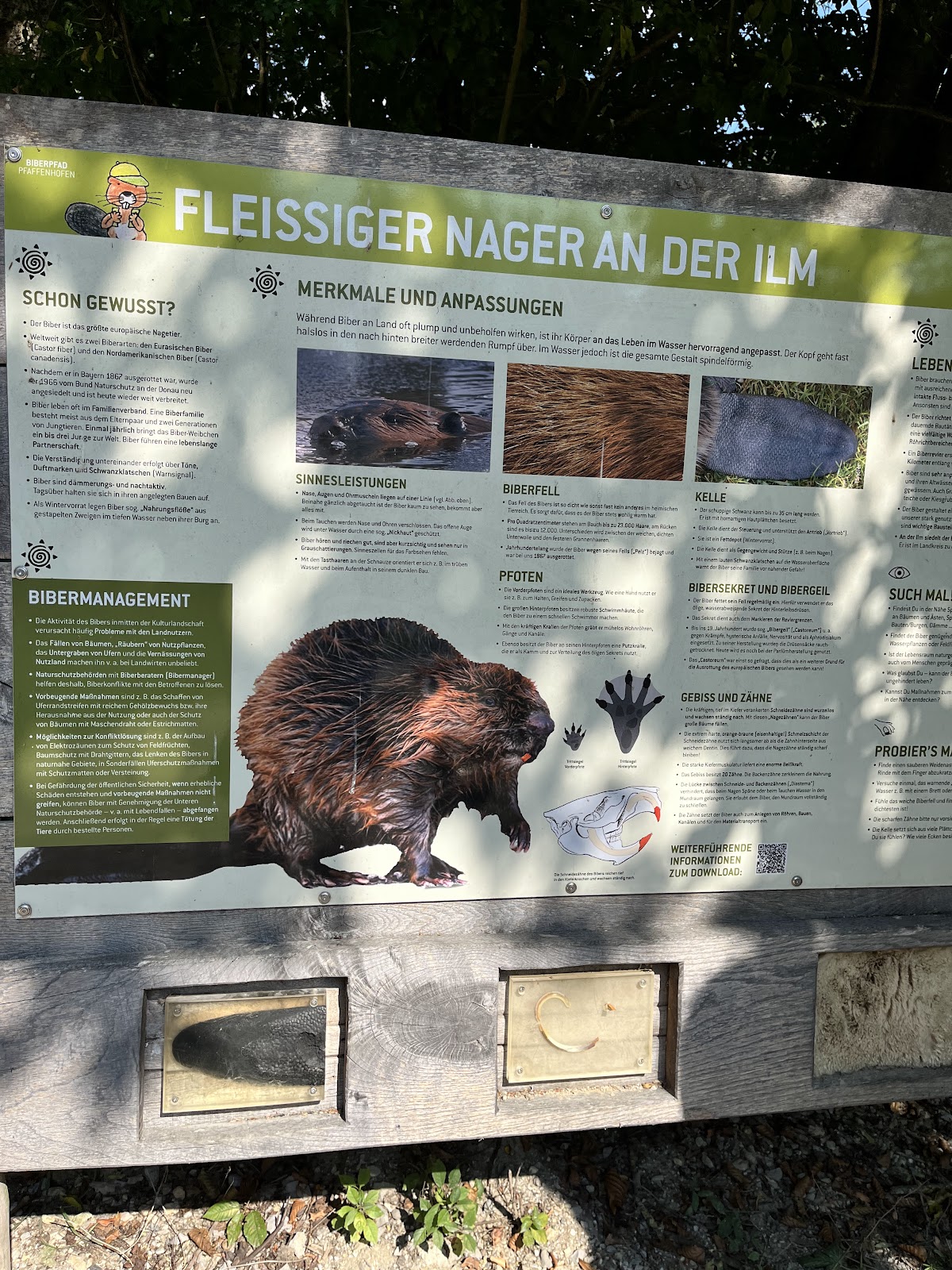 Biberlehrpfad an der Ilm