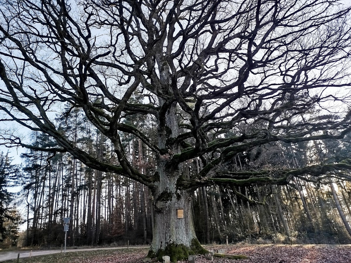 Eiche vor dem Heufeld