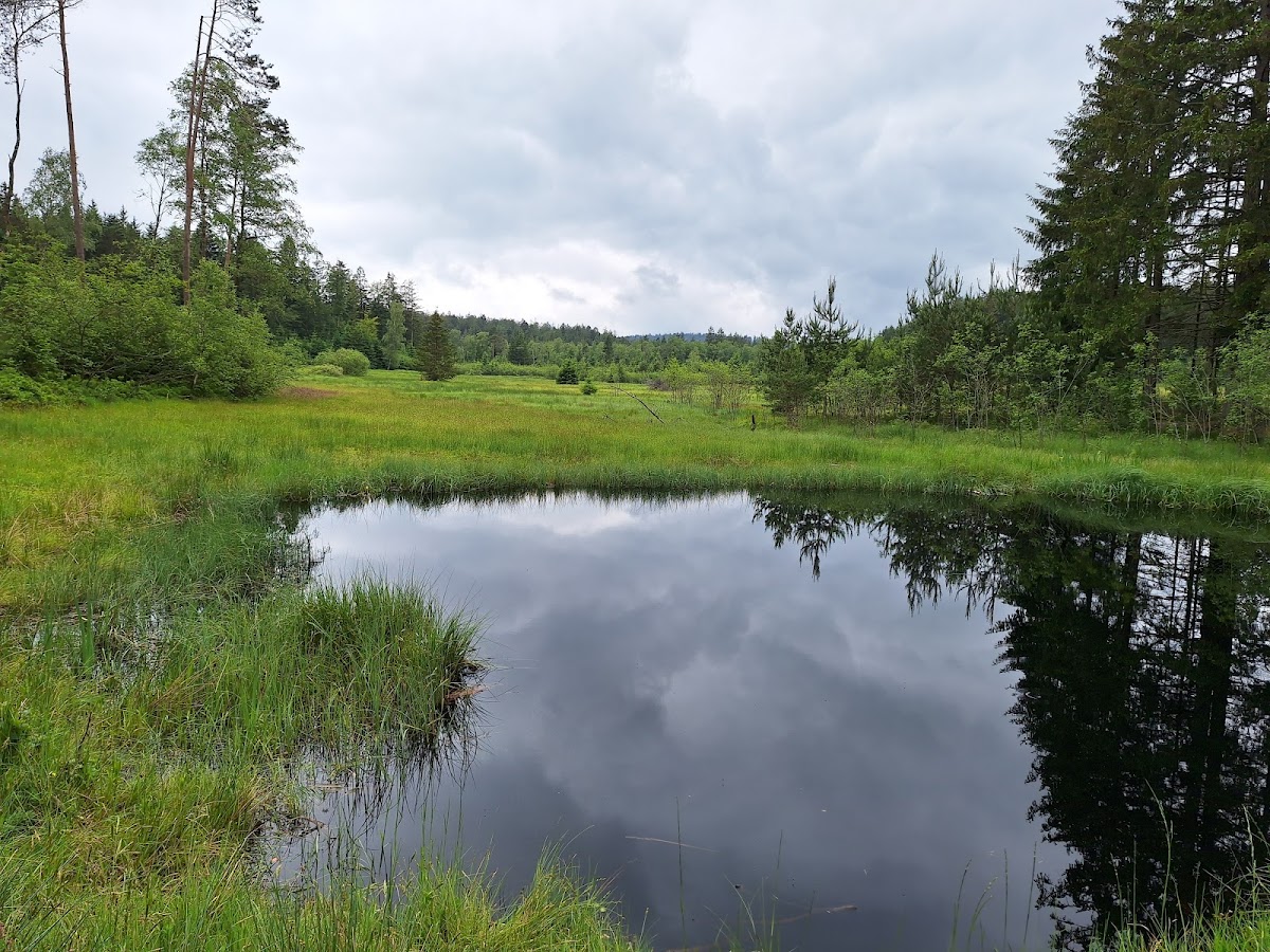 Hochmoor Todtenau und umgebende Auen