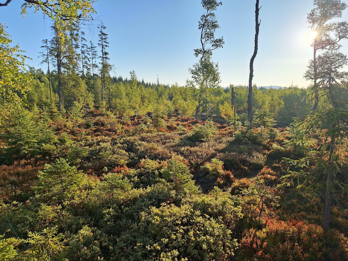 Hochmoor Zwieselter Filz