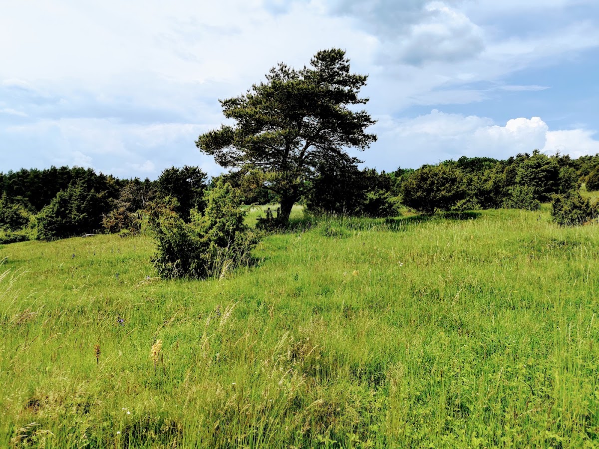 Kasinger Wacholderheide