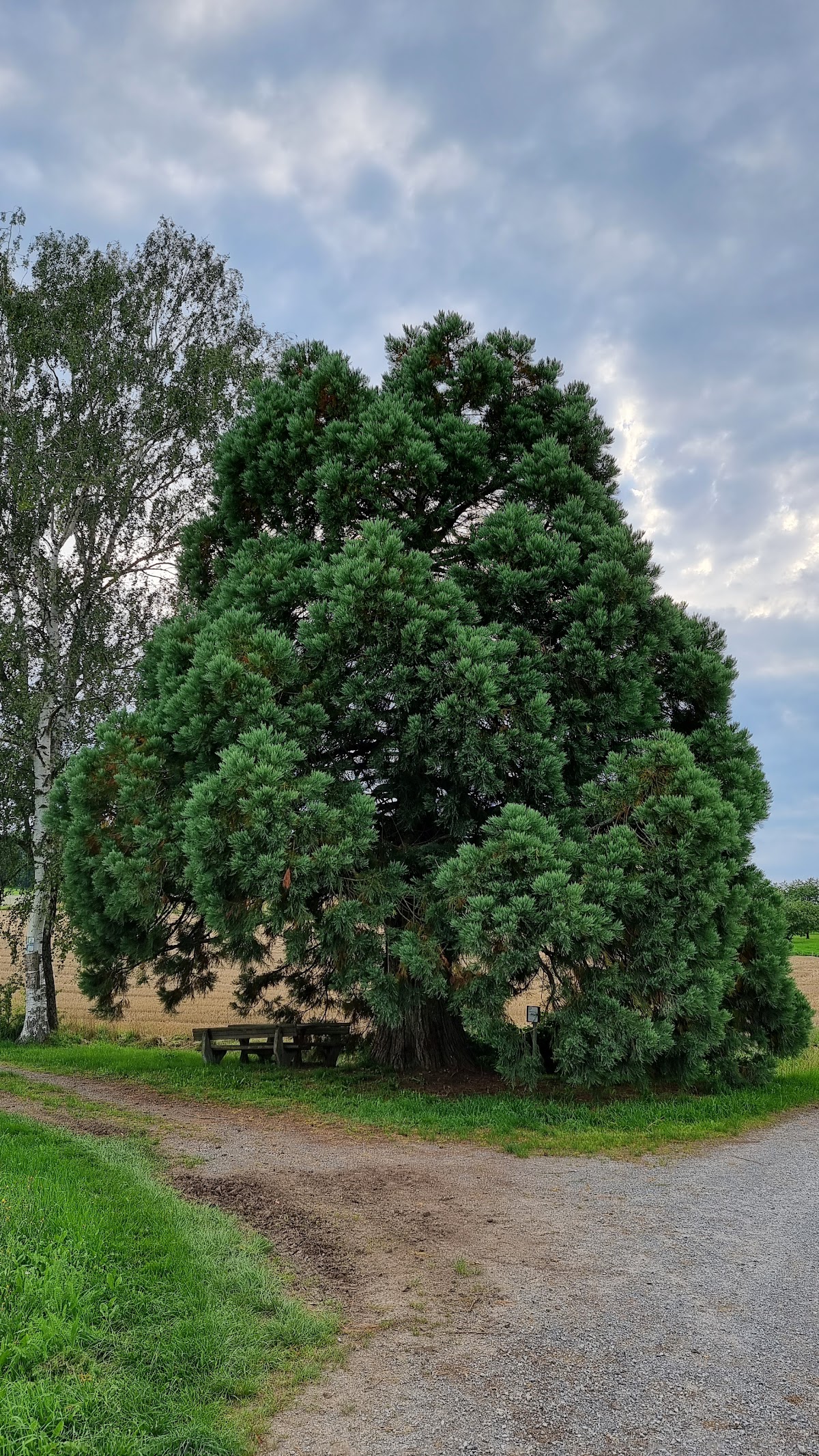 Mammutbaum – Wachstum aus Liebe