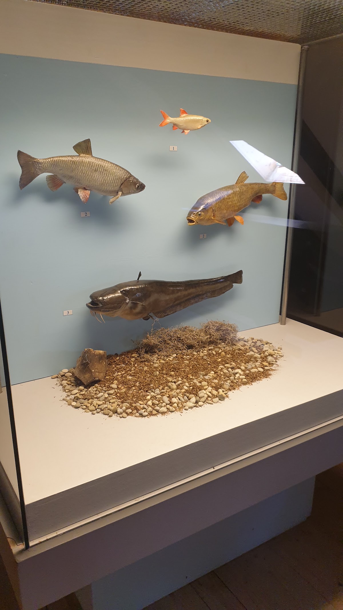 Natur- und Jagdmuseum auf Burg Pappenheim