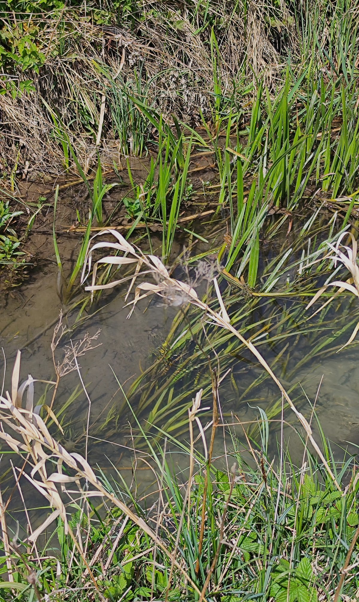 Naturschutzgebiet Donaualtwasser Winzerer Letten
