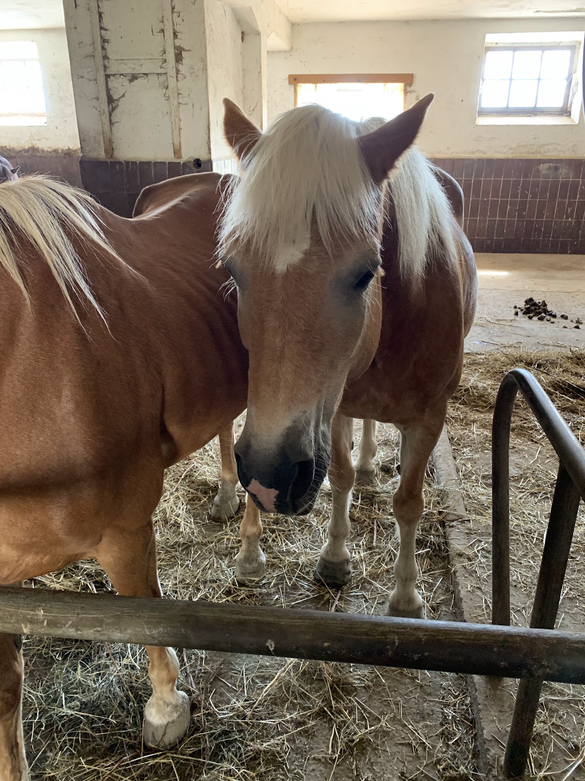 Ponyhof G’Schößlbauer