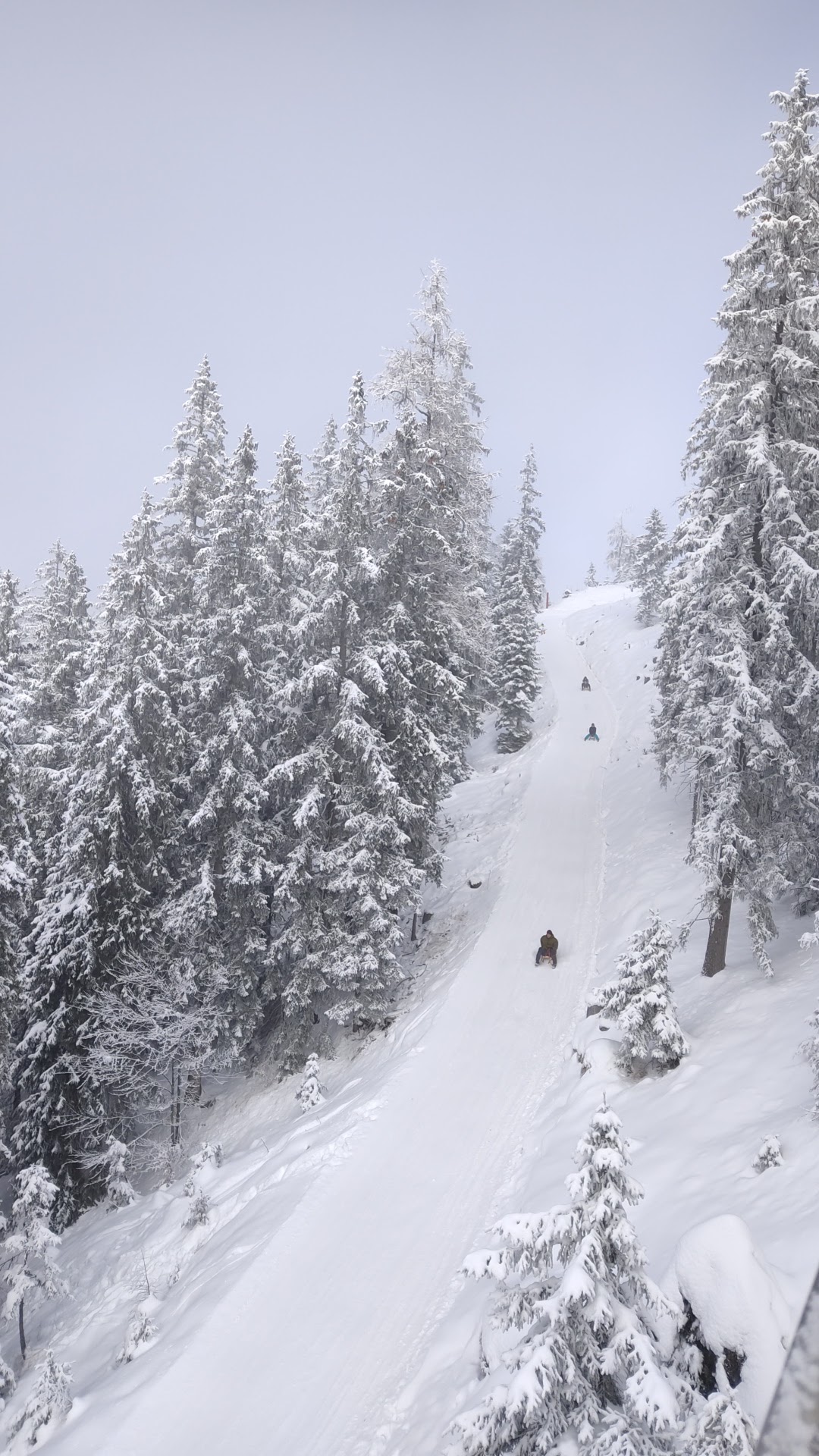 Rodelbahn Hirscheckblitz Ramsau