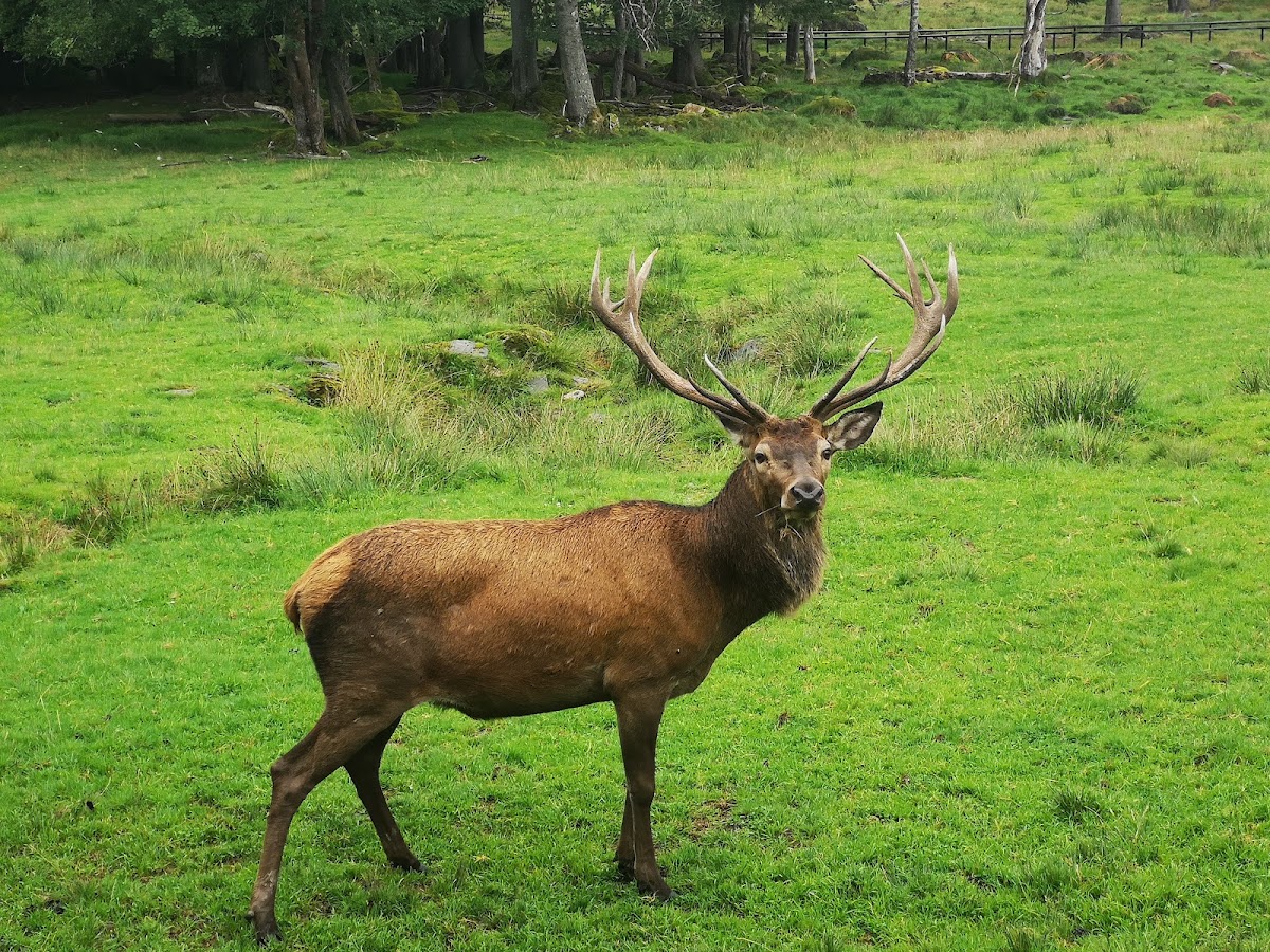 Rothirschgehege in Scheuereck