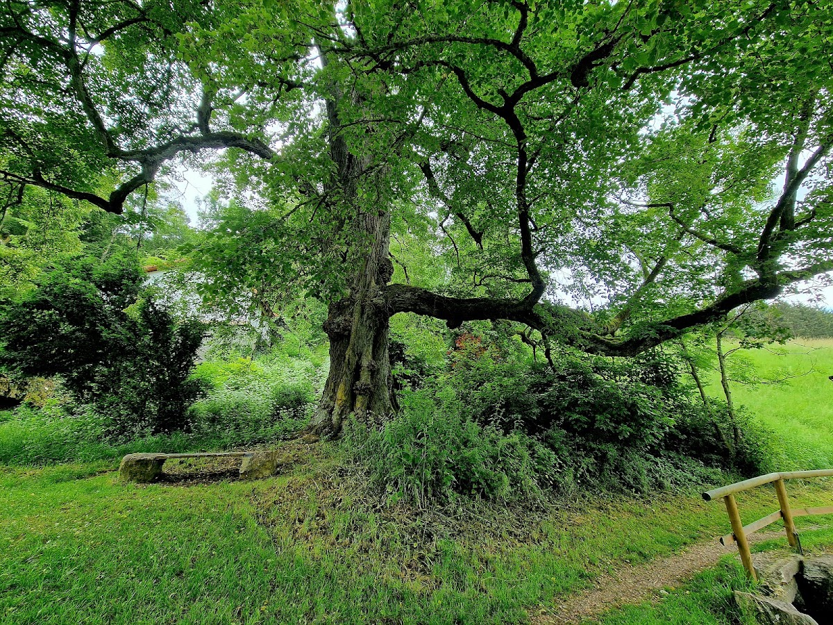 Schambachquelle in Schamhaupten