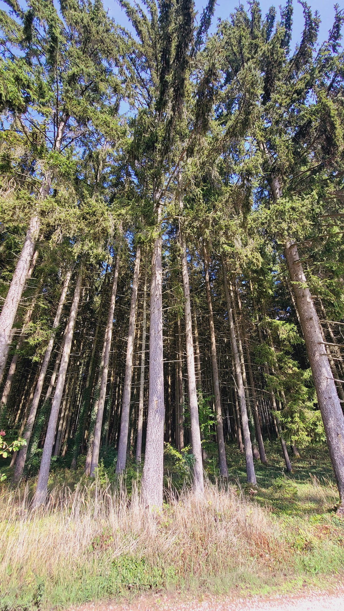 Schloss Oberdolling