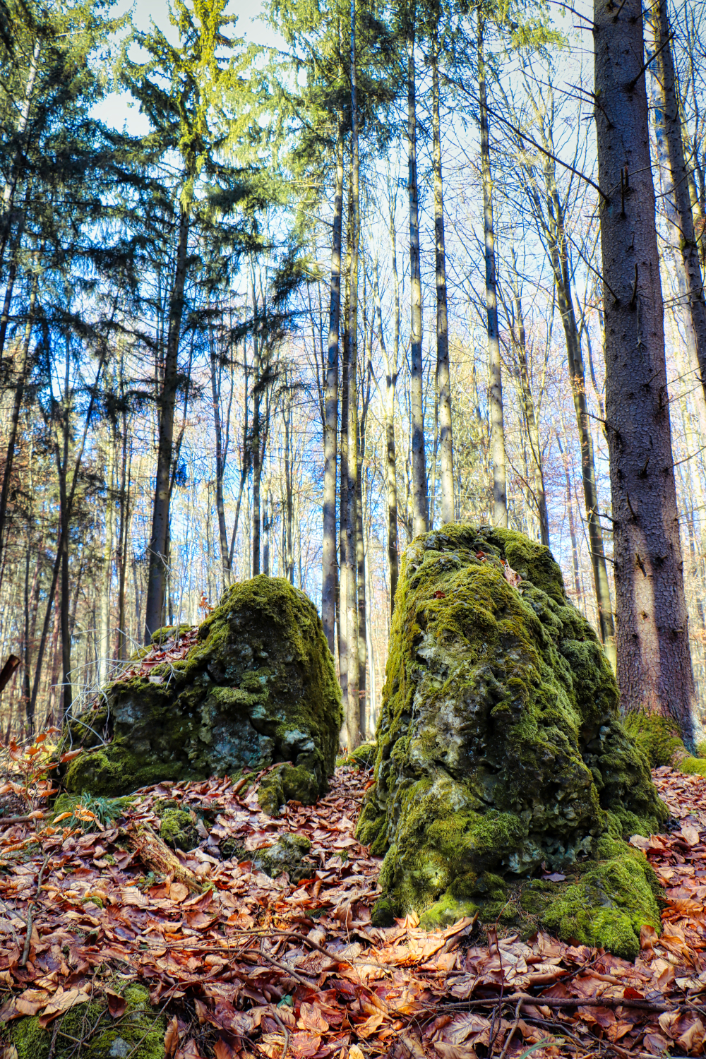 Sichtbare Merkmale der Palisade beim Limes