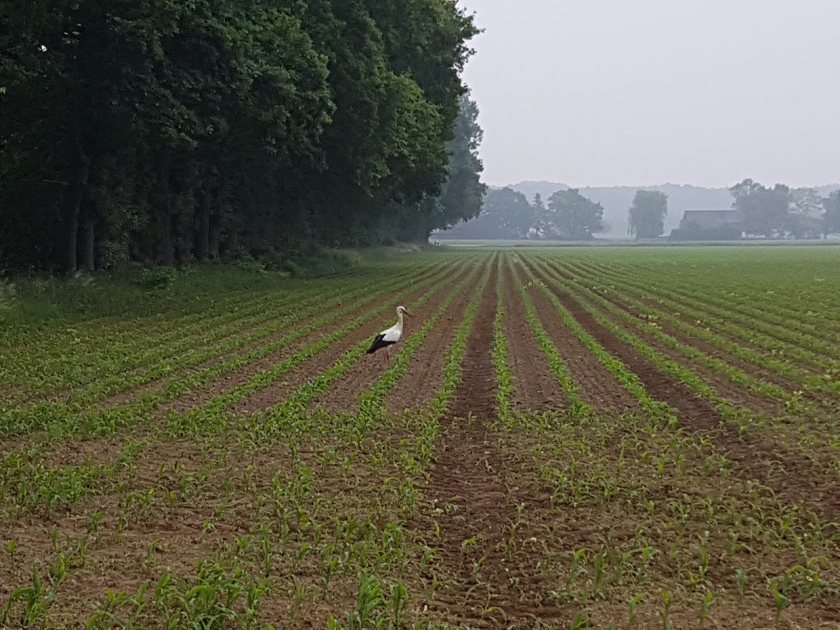 Storchennest in Monheim