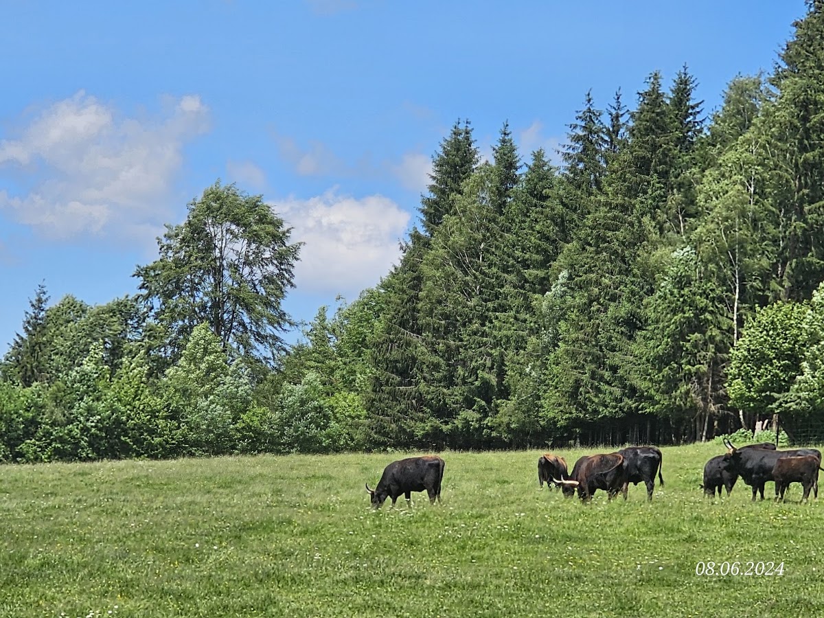 Tierfreigelände im Nationalparkzentrum Falkenstein
