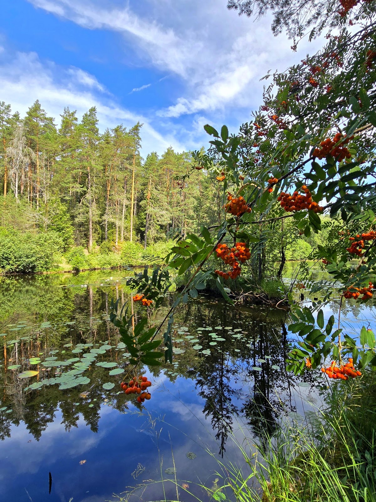 Torfweiher bei der Feldmühle