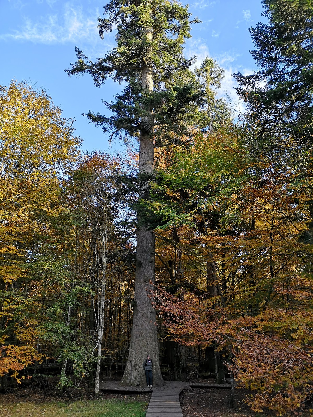 Urwaldgebiet Watzlik-Hain