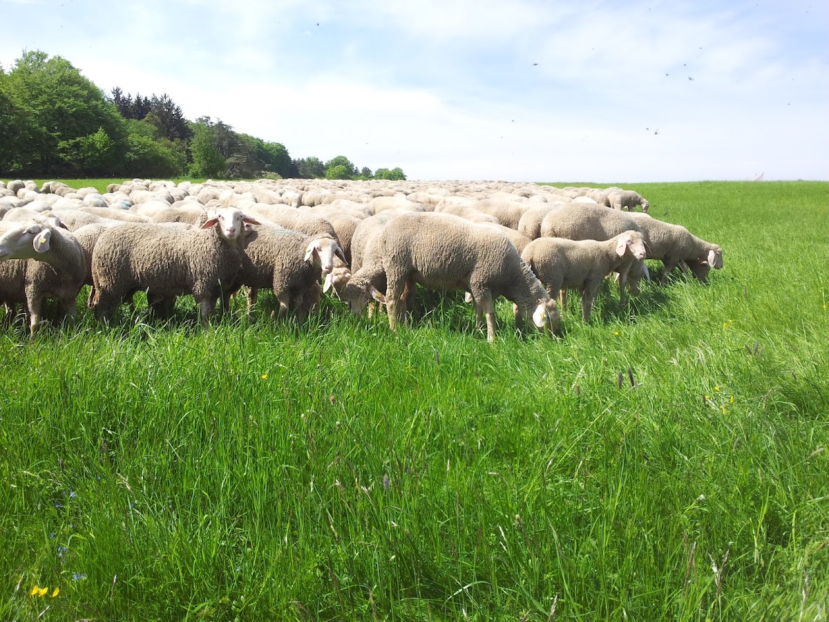 Verein der Hüteschäfer im Naturpark Altmühltal e.V.