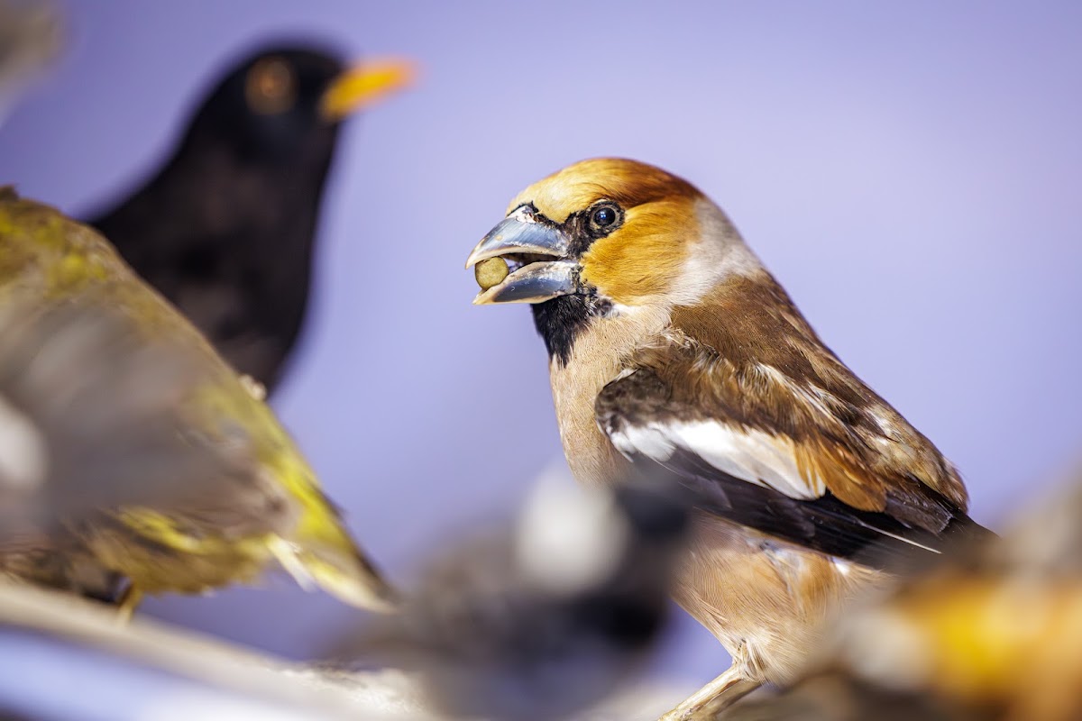 Vogelmuseum