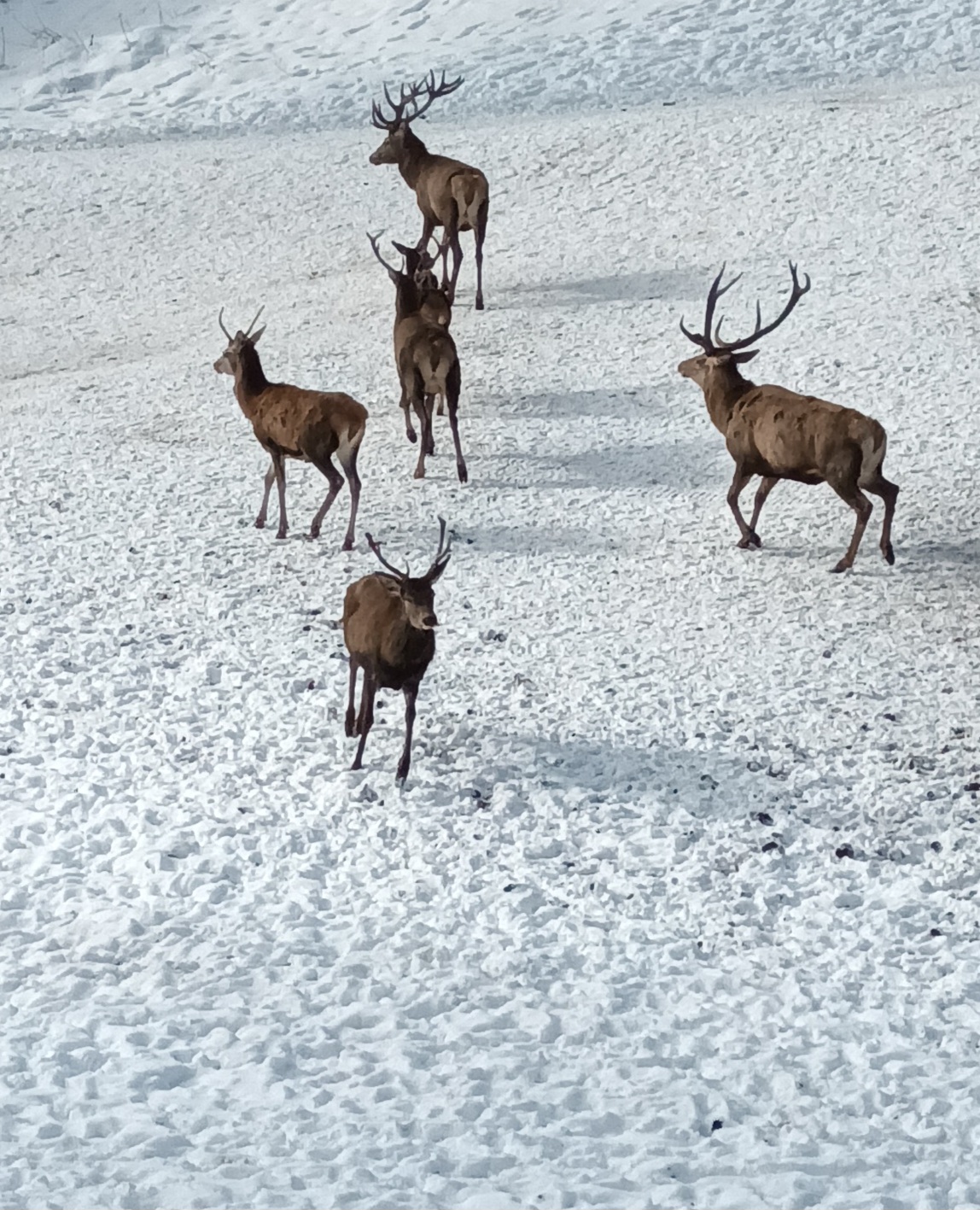 Wildfütterung im Klausbachtal