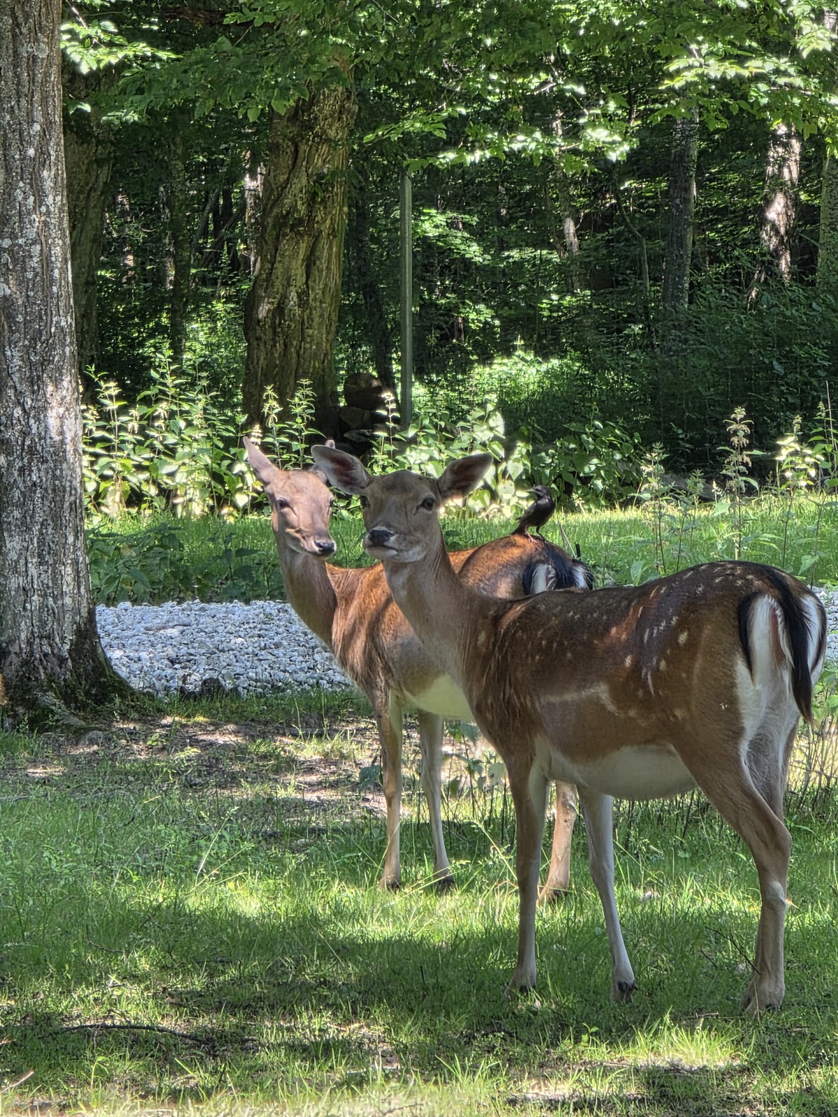 Wildgehege in Donauwörth