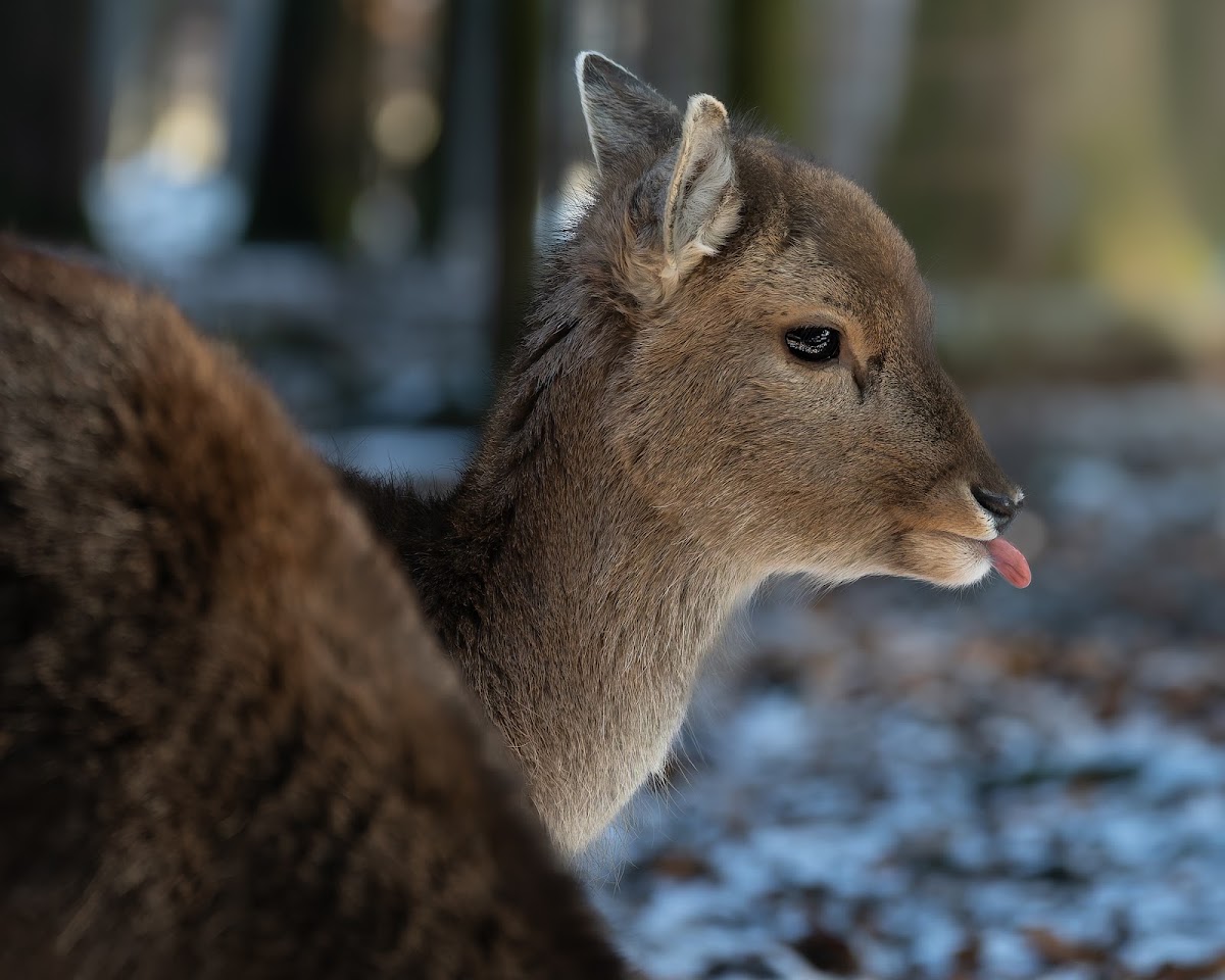 Wildpark Poing