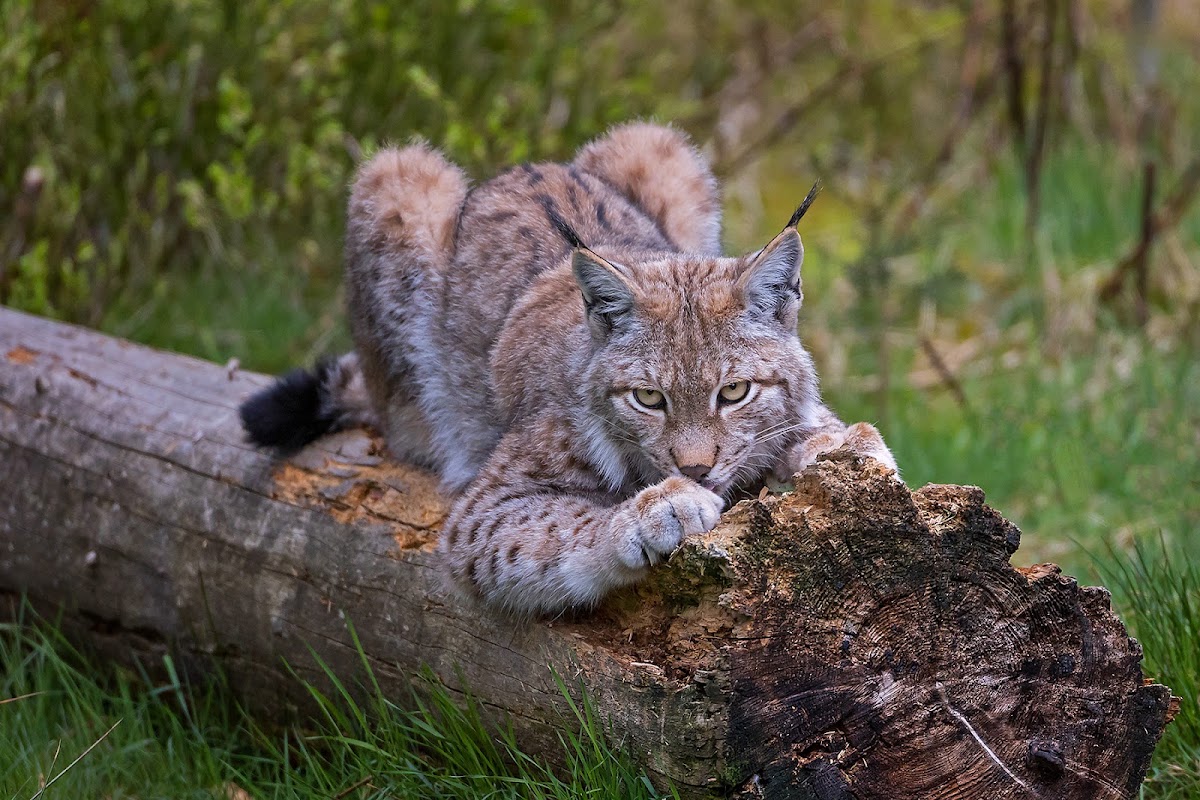 Wildpark Waldhaus Mehlmeisel