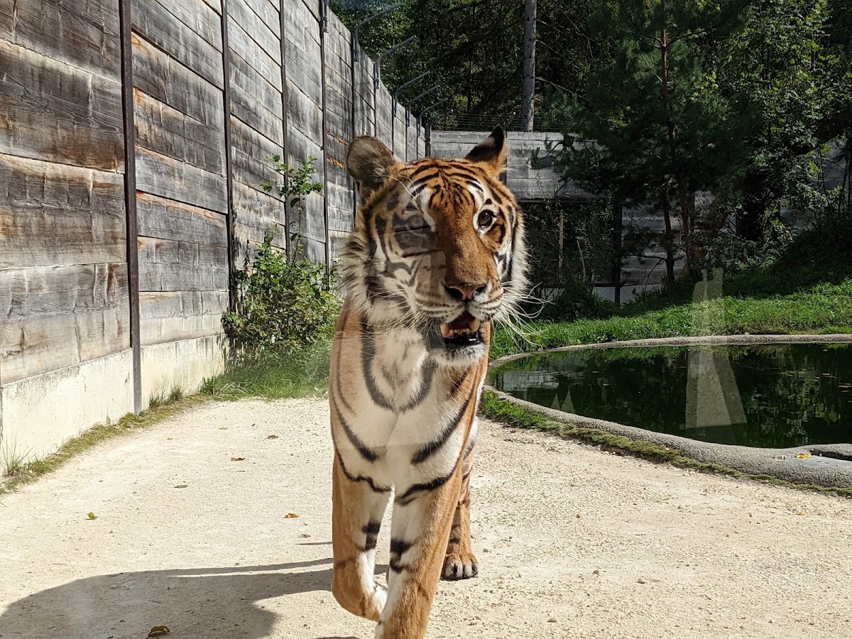 Sikypark – Schweizer Tierrettungspark