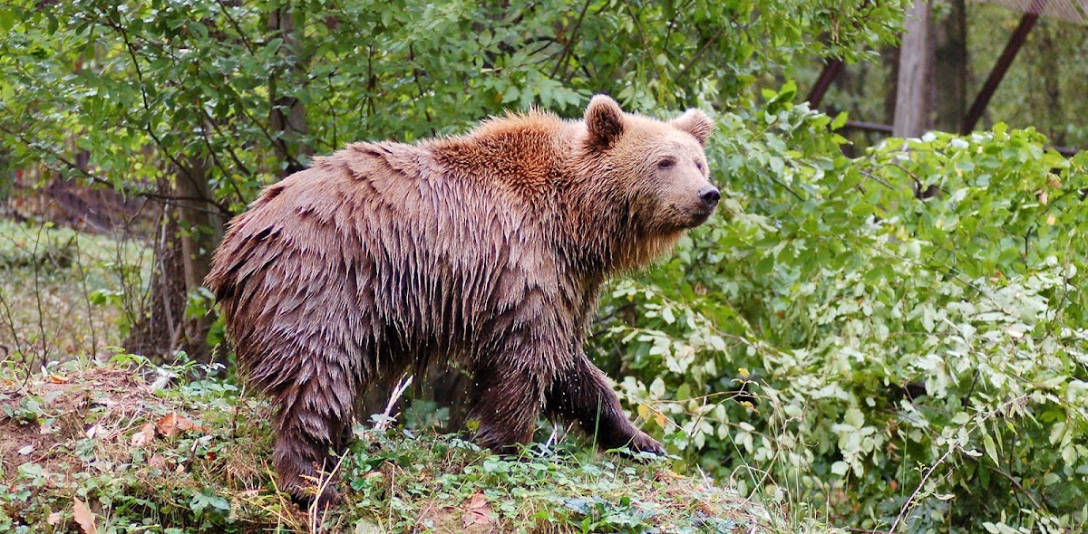 Tierpark Miskolc (Miskolci Állatkert)