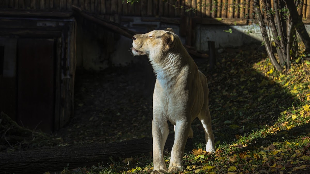 Tierpark Bratislava (ZOO Bratislava)