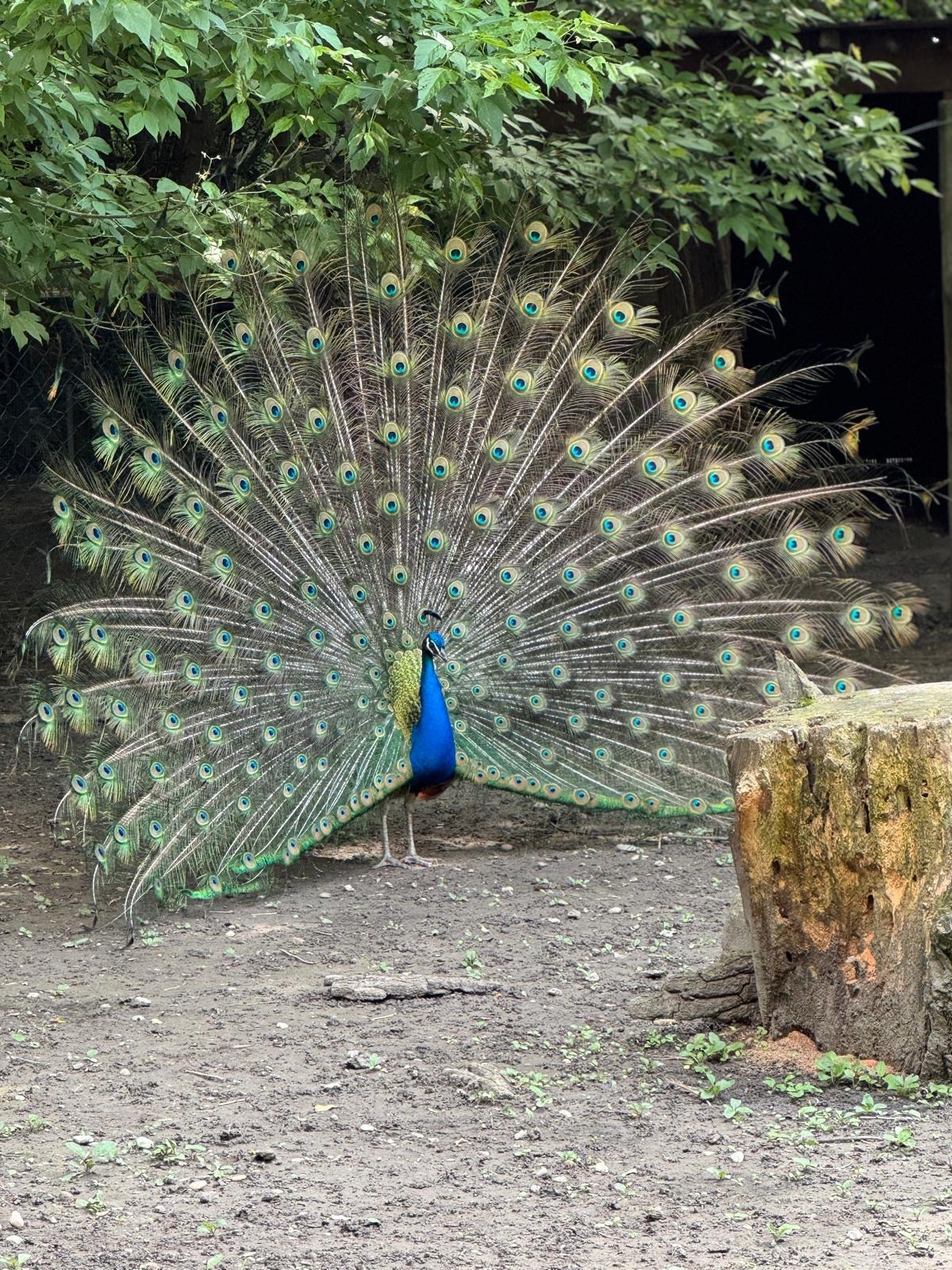 Steppentierpark Pamhagen
