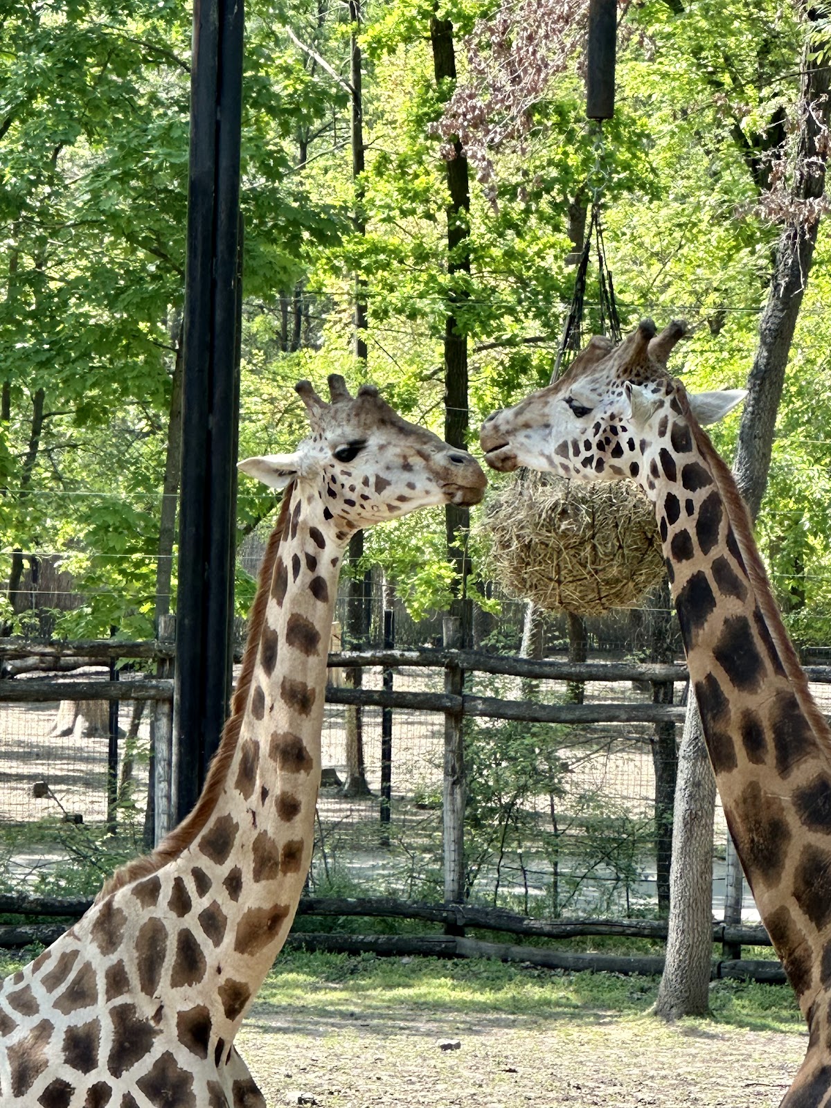 Tierpark Szeged (Szegedi Vadaspark)