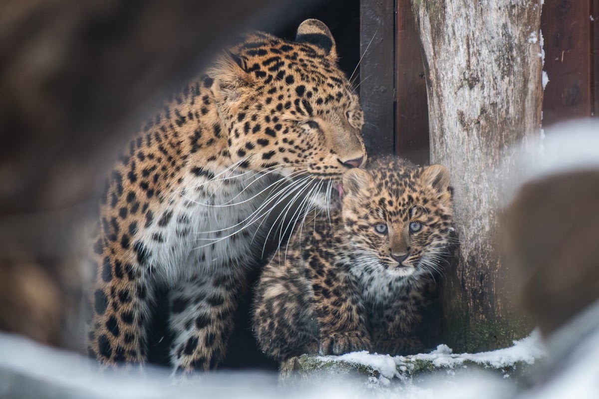 Tierpark Debrecen (Debrecen Zoo)
