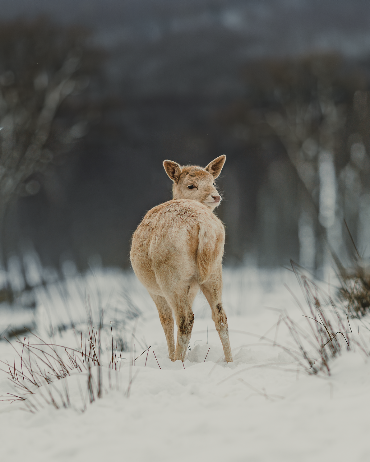Tierpark Sababurg