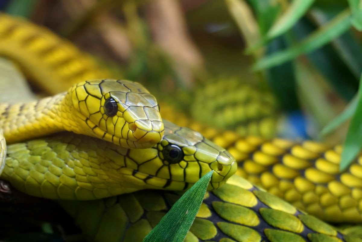Reptilienzoo Nockalm in Patergassen Kärnten