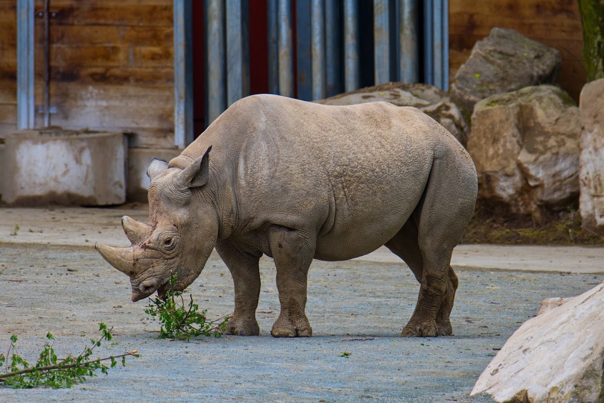 Safaripark Dvůr Králové