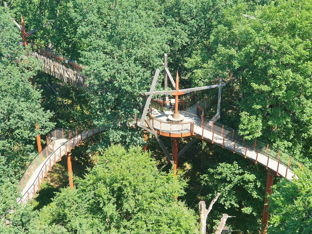 Baumkronenpfad Ivenacker Eichen