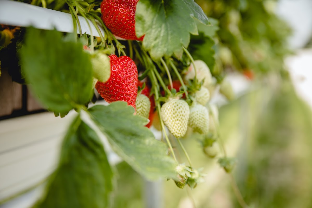 Beeren Erlebnisgarten Haag