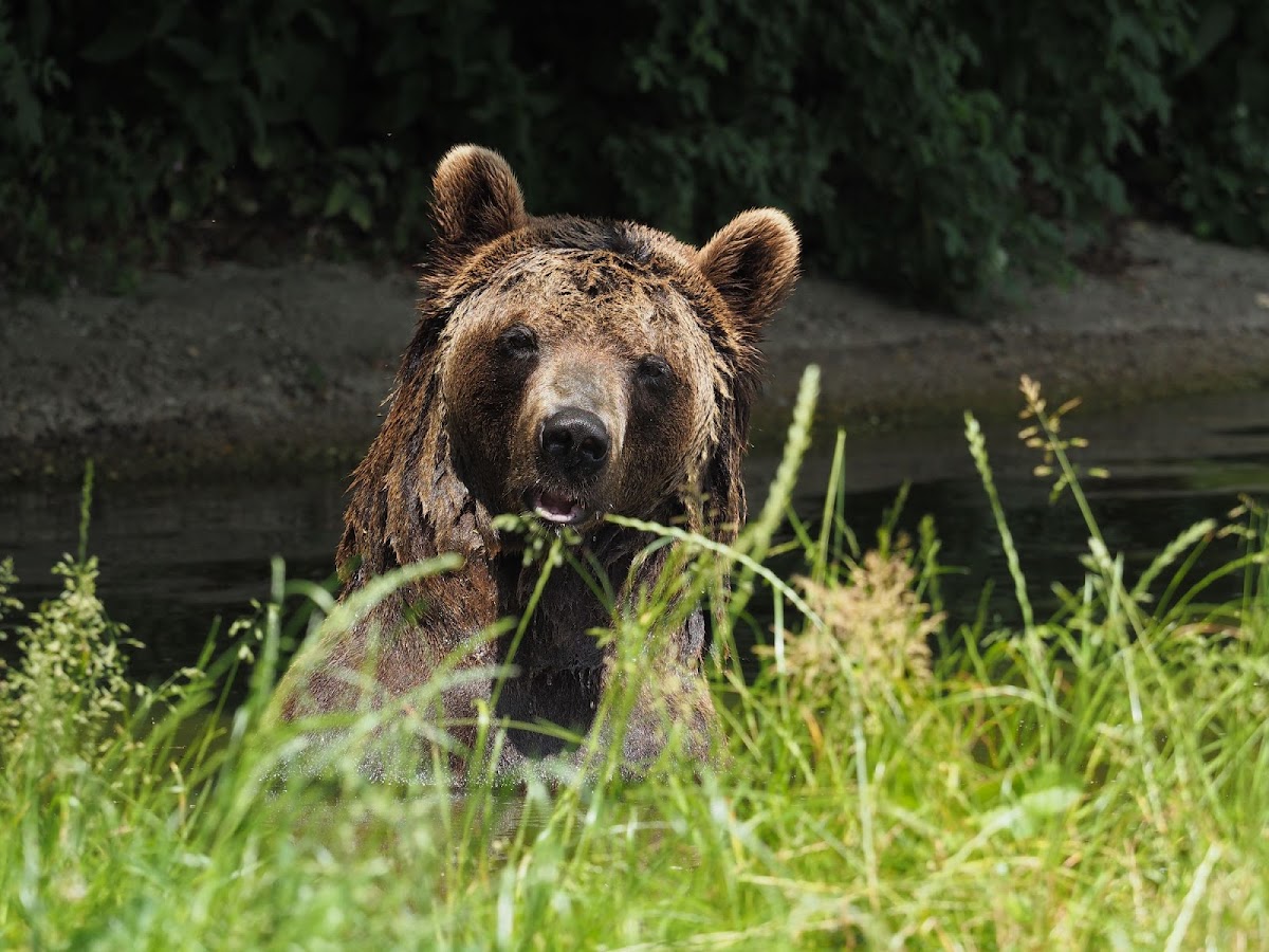 BÄRENWALD Arbesbach