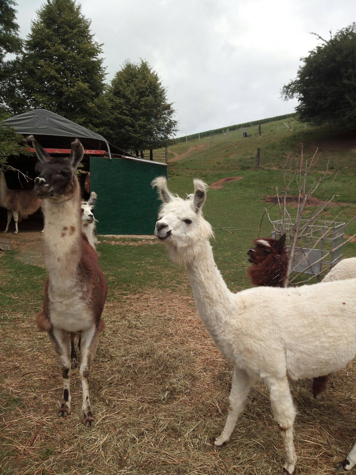 Lama Wanderungen Oberndorf an der Melk