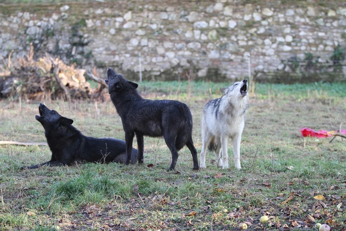 Wildpark Ernstbrunn