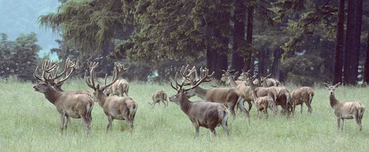 Wildpark Neuhaus