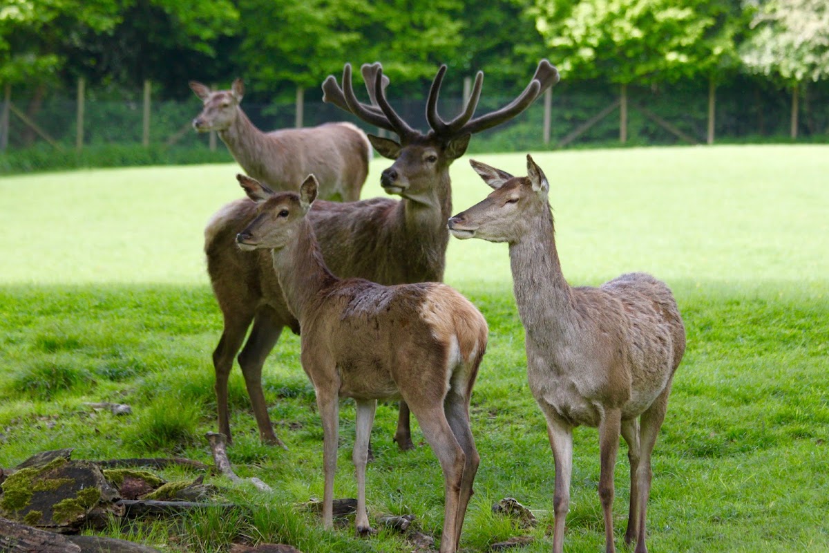 Wildpark Düsseldorf