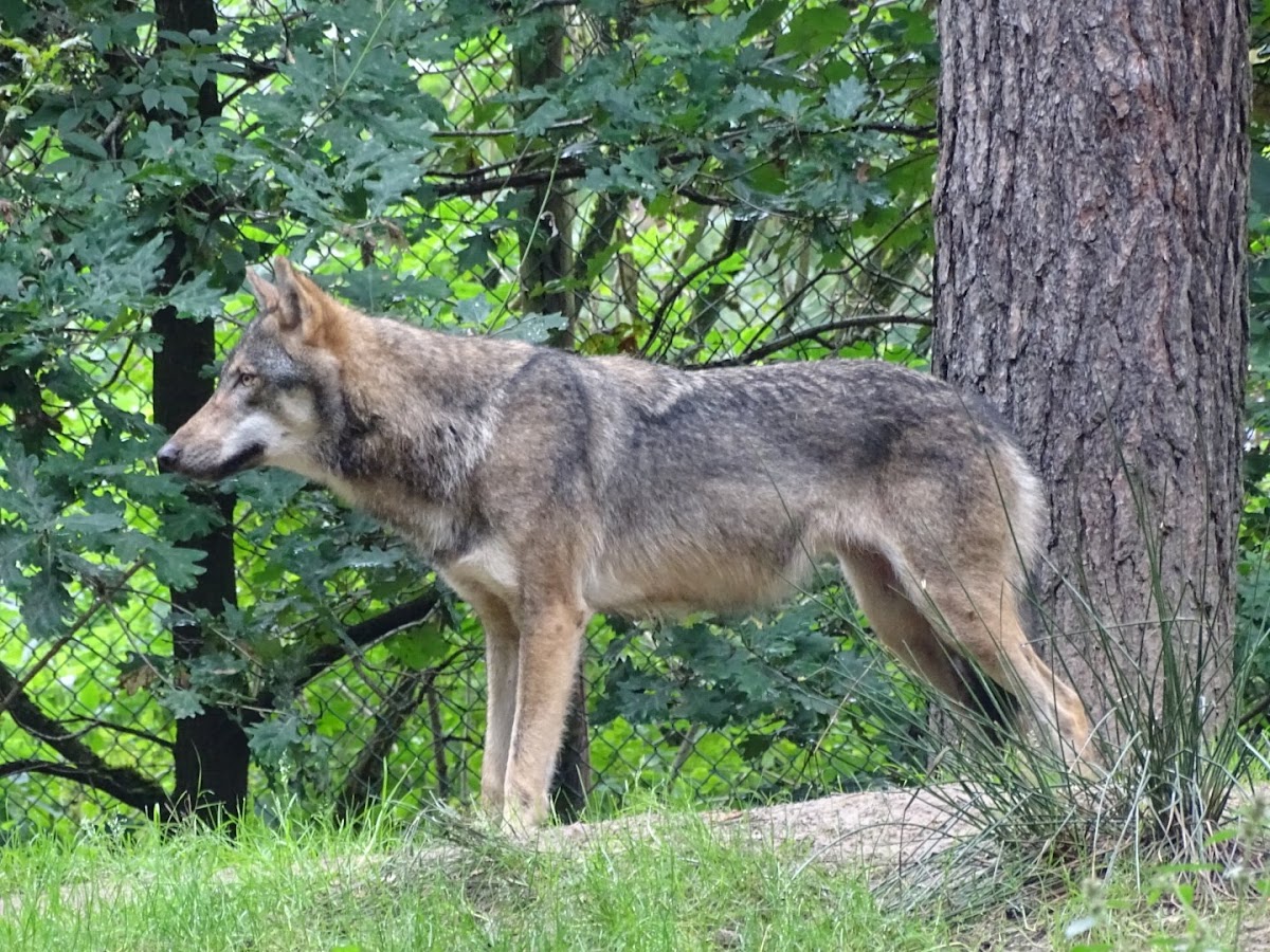 Wildpark Gangelt