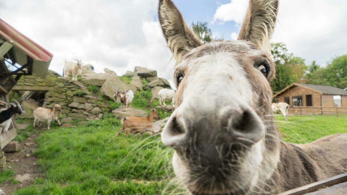 Wildpark Schmidt