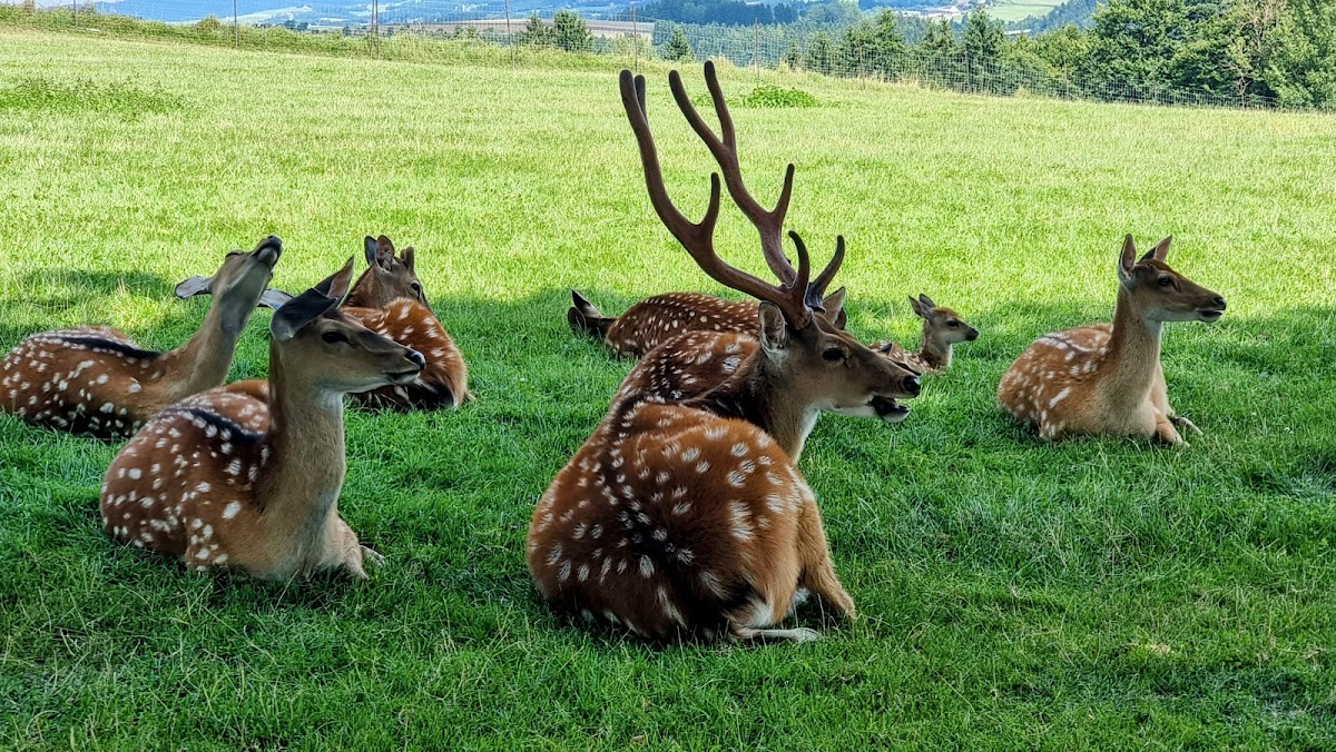 Tierpark Altenfelden