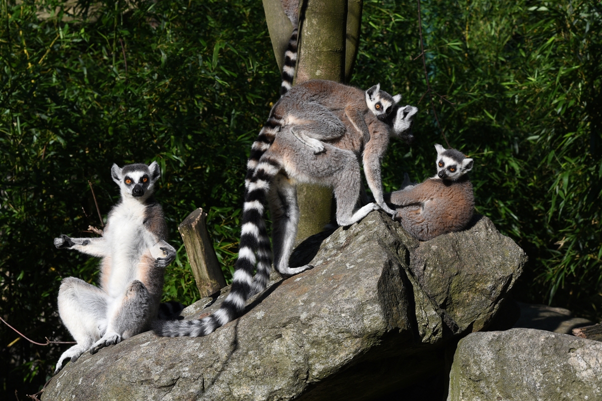 Zoo Linz